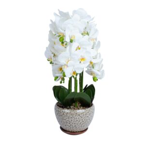 Orhidee GREENLAND H72cm hall pott, valge õis