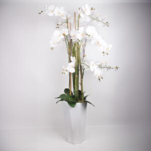 Orhidee GARDEN QUEEN H132cm, valge