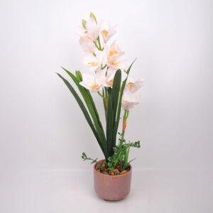 Orhidee GARDEN QUEEN H70cm, valge