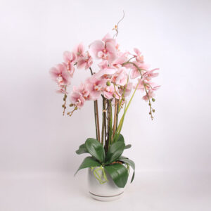 Orhidee GARDEN QUEEN H68cm, heleroosa