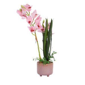 Orhidee GARDEN QUEEN H70cm, heleroosa