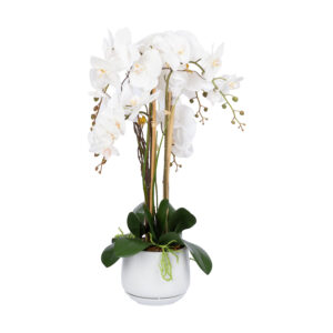 Orhidee GARDEN QUEEN H68cm, valge