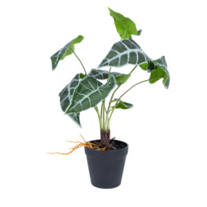Kunsttaim GREENLAND_H40cm, "Alocasia"