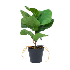 Kunsttaim GREENLAND_H35cm, "Clusia rosea